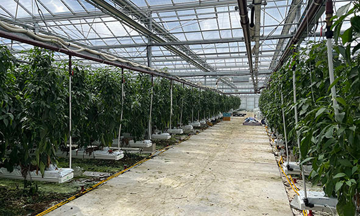 ハウスの内観01