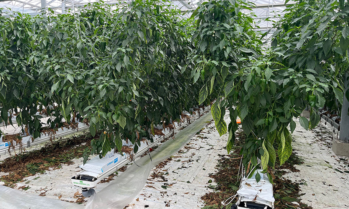 ハウスの内観02